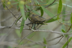 Pachylis laticornis