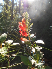 Lamourouxia multifida