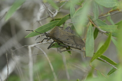 Pachylis laticornis