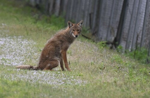 Coyote photographed in Missouri