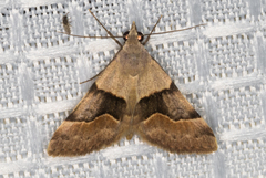 Hemeroplanis incusalis