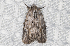 Catabenoides