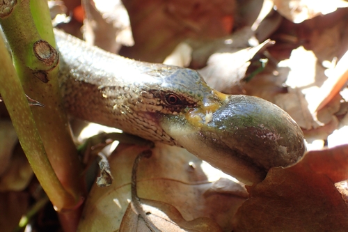 Sljepić (Anguis fragilis)