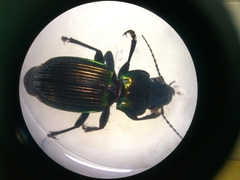 Megadromus antarcticus