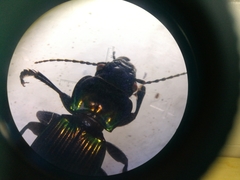 Megadromus antarcticus