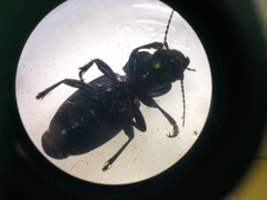 Megadromus antarcticus