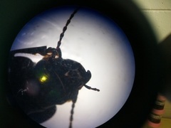 Megadromus antarcticus