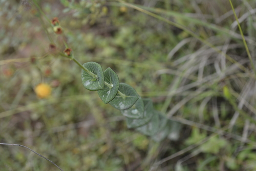 Hypericum connatum (Hypericum connatum)