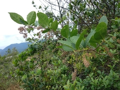 Homalium cochinchinense