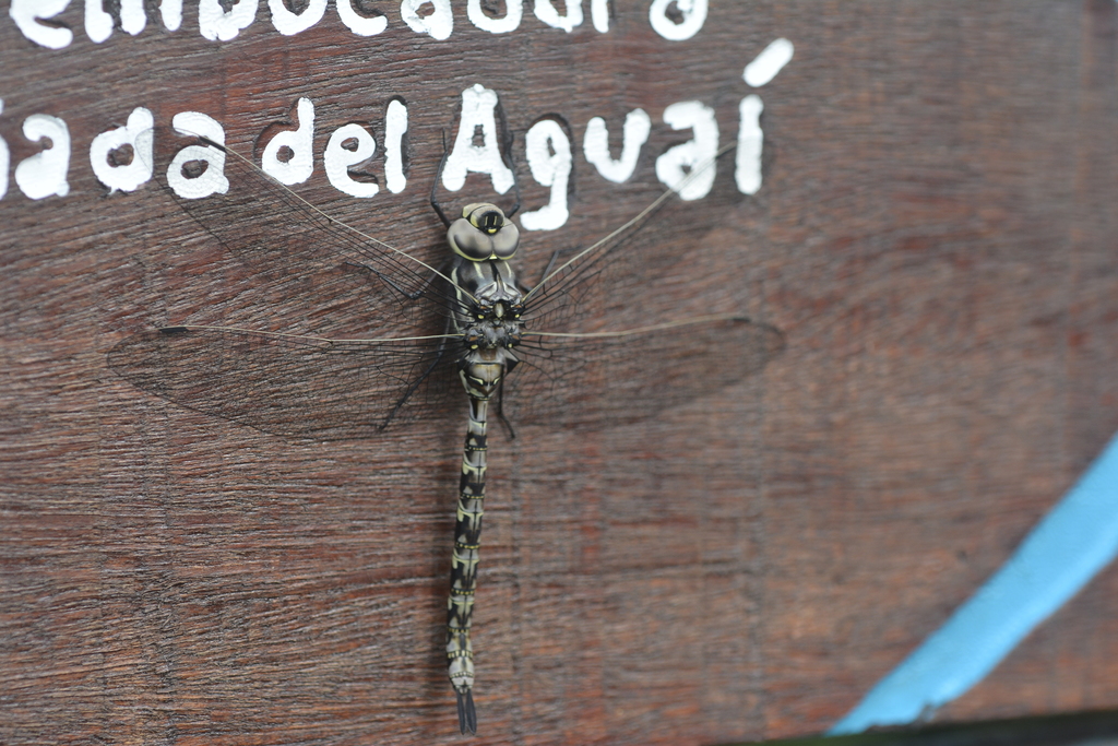 Rhionaeschna eduardoi