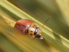 Paropsisterna bimaculata