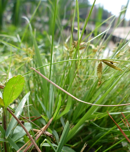 Image of Cyperus lanceolatus by (c) mfeaver, some rights reserved (CC BY)