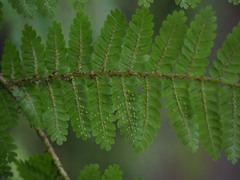 Cyathea colensoi