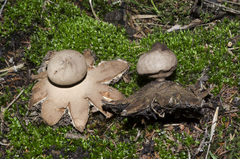 Geastrum setiferum