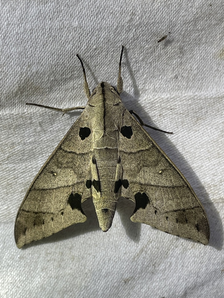 Polyptychus carteri