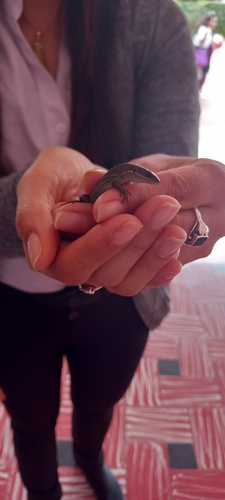 Brown Prionodactylus, Pholidobolus vertebralis