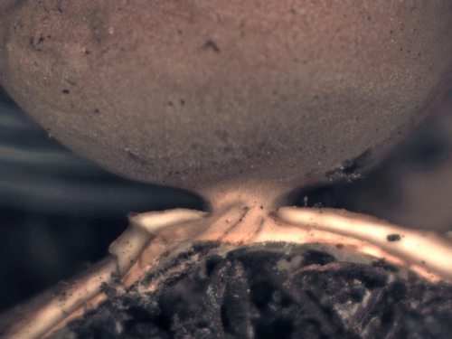 Geastrum setiferum (Photo 2 of 4)