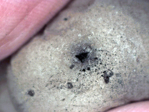Geastrum setiferum (Photo 3 of 4)