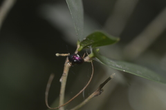Freudeita cupripennis