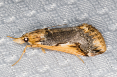 Loxostege albiceralis