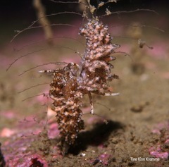Eubranchus vittatus