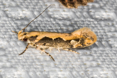 Ornativalva erubescens
