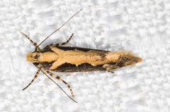 Ornativalva erubescens