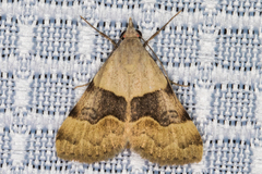 Hemeroplanis incusalis