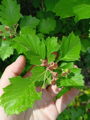Crataegus maximowiczii iNat (3)
