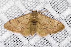 Idaea eremiata