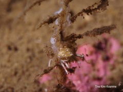 Rubramoena rubescens