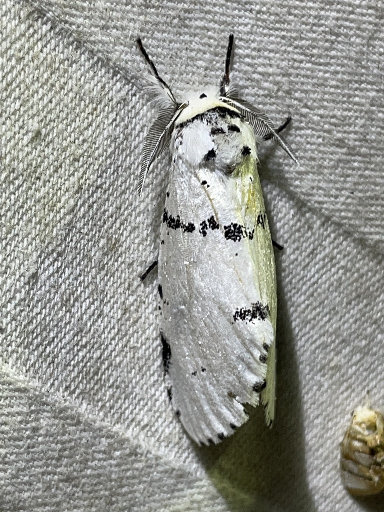 Cerurina marshalli