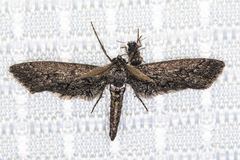 Glaucina erroraria