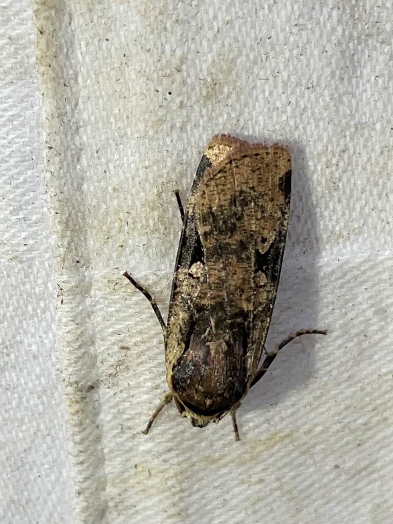 Mentaxya percurvata