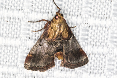 Cacozelia basiochrealis