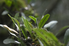 Microgramma squamulosa