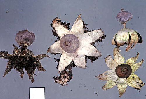Geastrum tenuipes