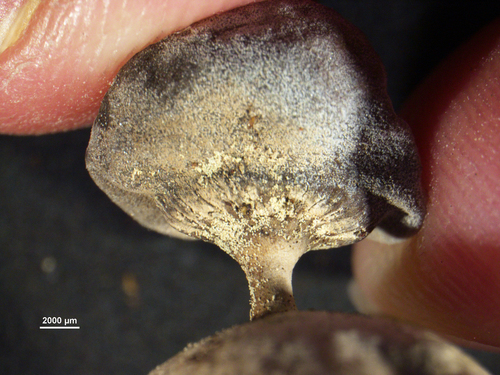 Geastrum tenuipes (Photo 2 of 3)