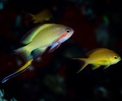 Pseudanthias huchtii
