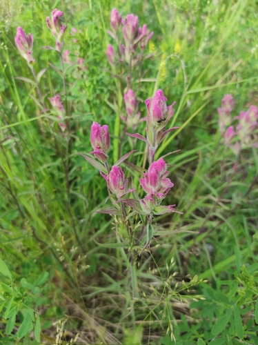 Castilleja rubra (Castilleja rubra)