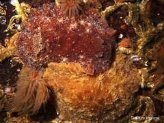 Geitodoris planata