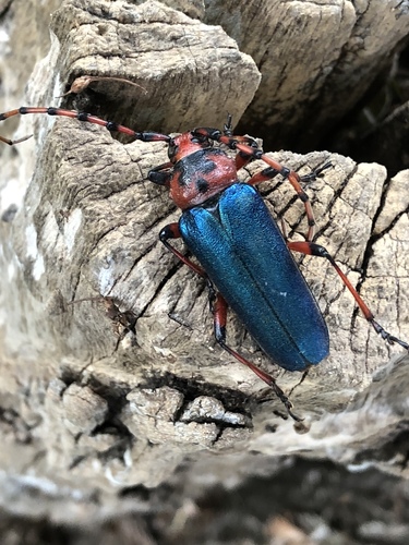 Red-headed Beauty