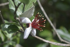 Feijoa sellowiana