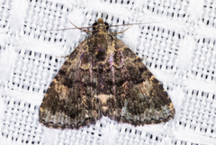 Metalectra miserulata