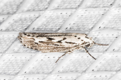 Ethmia semitenebrella