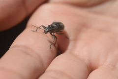 Naupactus tremolerasi