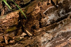 Acanthopachylus aculeatus