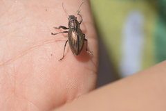 Naupactus tremolerasi