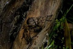 Polybetes pythagoricus