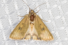 Heliocheilus paradoxus